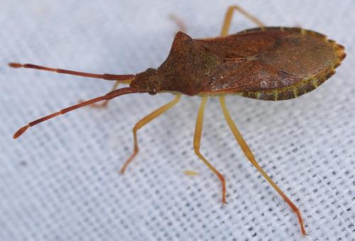 Gonocerus acuteangulatus